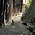 はる