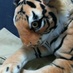 ナカイ　ヒズル