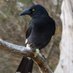 Currawong
