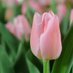 チューリップ
