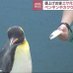 フリーなのに社畜