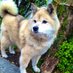 ☆mt☆.dog
