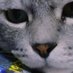 Cat's Squirrel