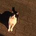 ฅ^・ω・^ฅ♪にゃんこ