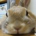 すーさん