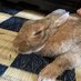 ざわお