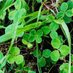 りょーちん🍀アラフィフ