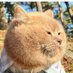 情報収集@お買い物はアフィリエイト経由で！