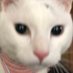 猫の『ぽち』