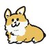 corgi