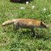 こなんどらむず