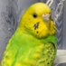 オオサカAB404/ 🦜ピースパパJQ3FUB/グミちゃん捜索中