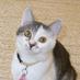 さっしぃ（猫の餌係）