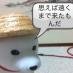 ろっきー