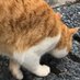 たこぼー