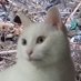 むっくしゃん（693）