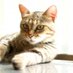 素敵な写真と可愛い猫ちゃん大好きフォロバ100