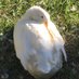 hazzze-