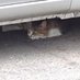 たつたあげ@