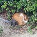 のらねこ