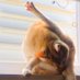 ちゃんふ