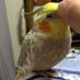 poico freddie