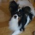 パピヨン柴犬日記