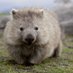 Wombats 💛🇦🇺