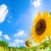 ひまわりさん🌻