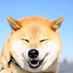 おもしろ癒し動物動画