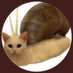 SnailCat(36)