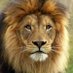 ライオン（YouTube）