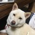 ちんすこう研究所【公式】YouTube（昆虫、大喜利、闇、チャーハン動画を配信）