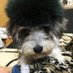 COCO⋆̩☂︎*̣̩