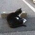 裏猫
