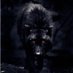 Dark Wolf Hunter