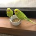 はるまき