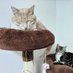 ikuwocat